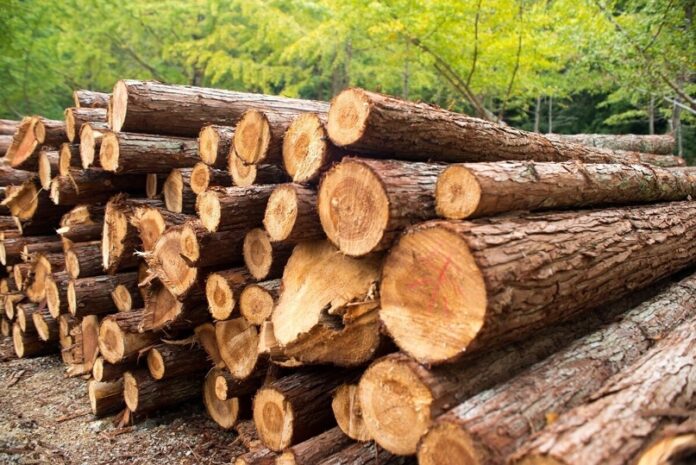 Выбор правильного типа древесины для постройки вашего дома — полезные советы и рекомендации